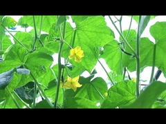 Αυτόματο Θερμοκήπιο Φωτισμού 8 -11m Πλάτος Φιλικό προς το περιβάλλον