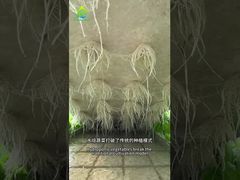 Σύστημα καλλιέργειας DWC χωρίς χώμα