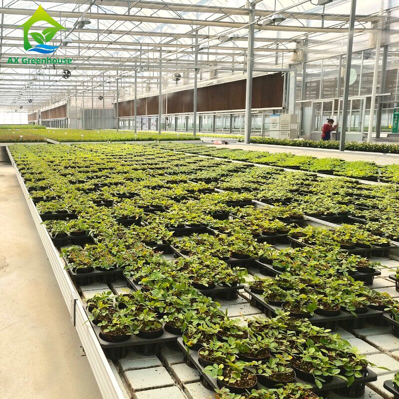 Εμπορικό Αλουμινένιο Πλαίσιο Παγκάκι Πλημμύρας & Αποστράγγισης με Ρυθμιζόμενο Ύψος και Ενσωματωμένο Δίσκο PP/ABS για Θερμοκήπια